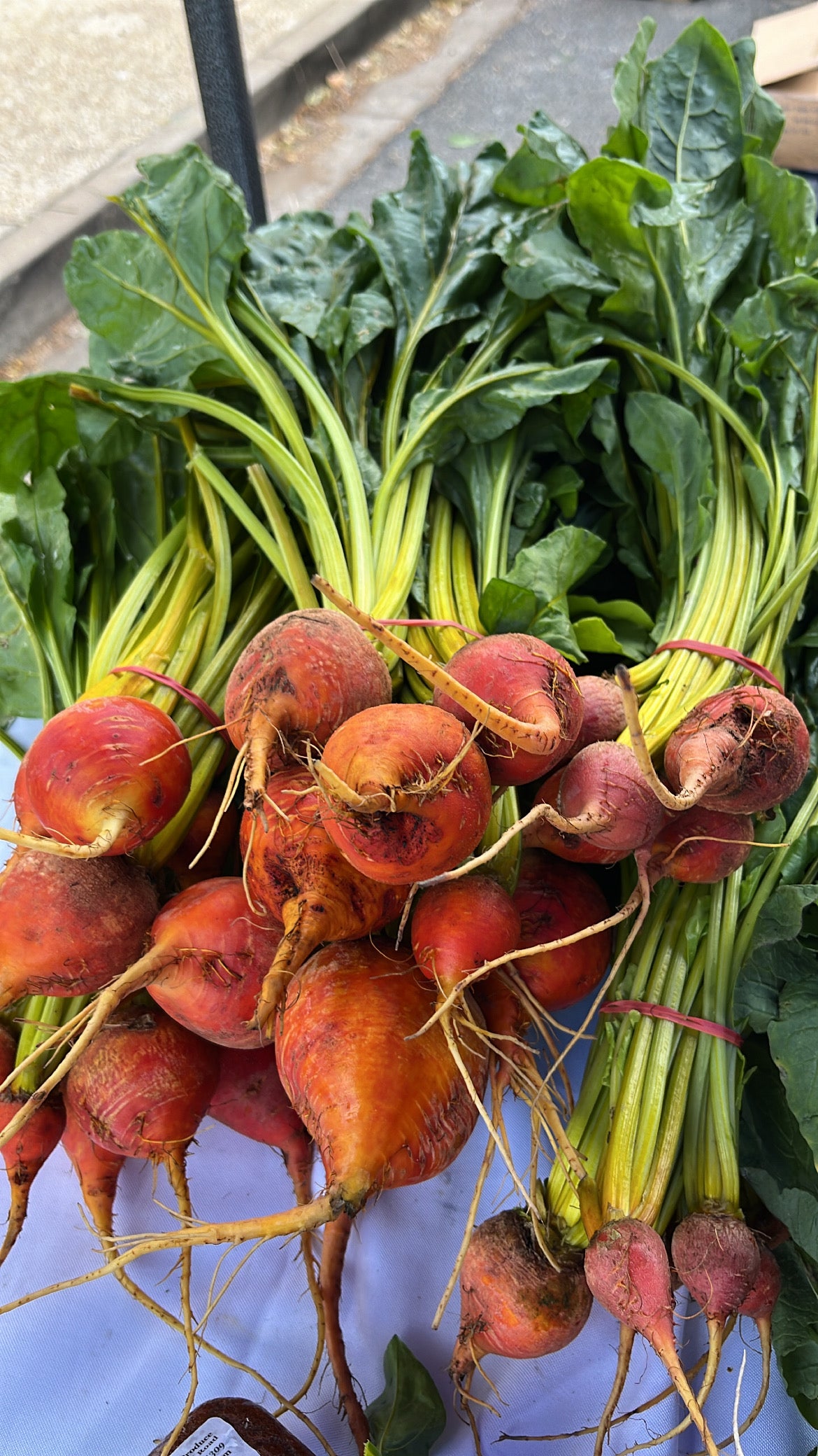 1 x Box (20 bunches Gold Beetroot)