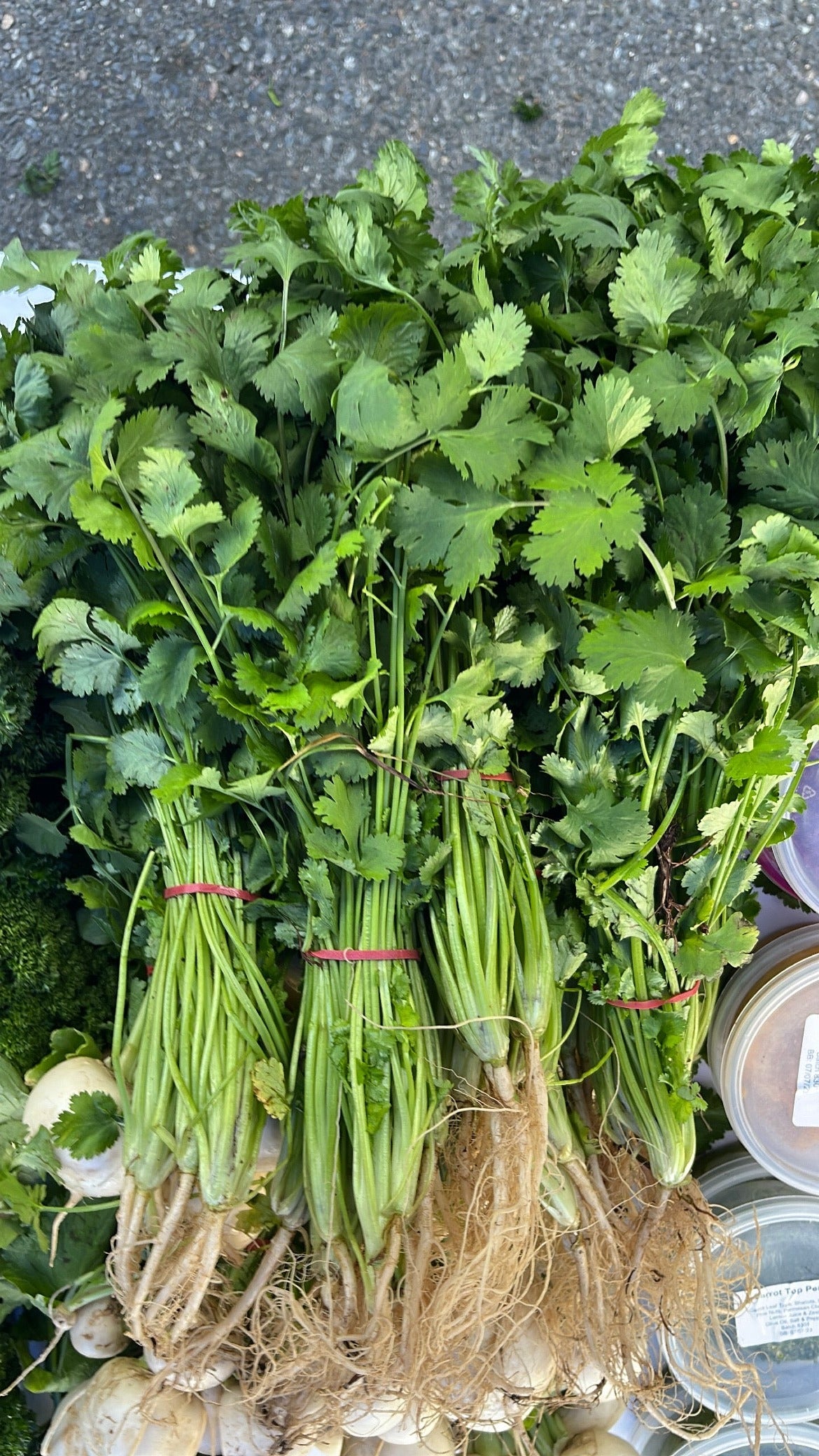 1 x Box (20 bunches Coriander)