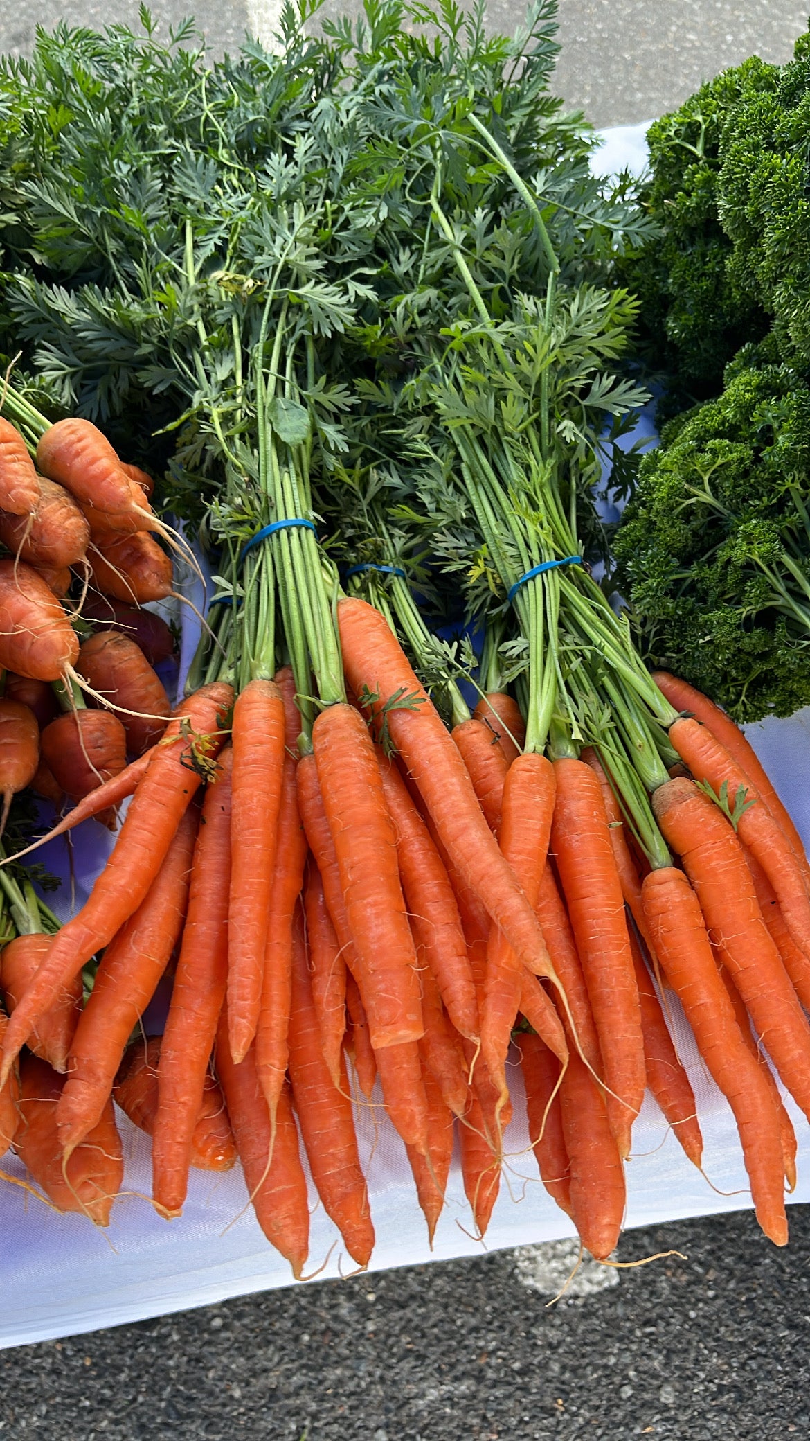 1 x Box (30 bunches Dutch Carrots)