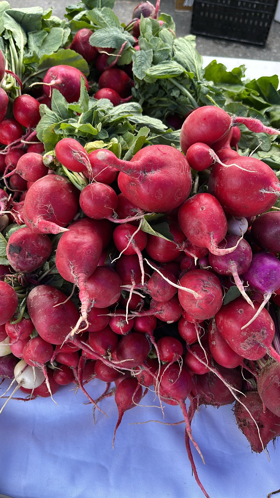 1 x Box ( 20 bunches Radish)