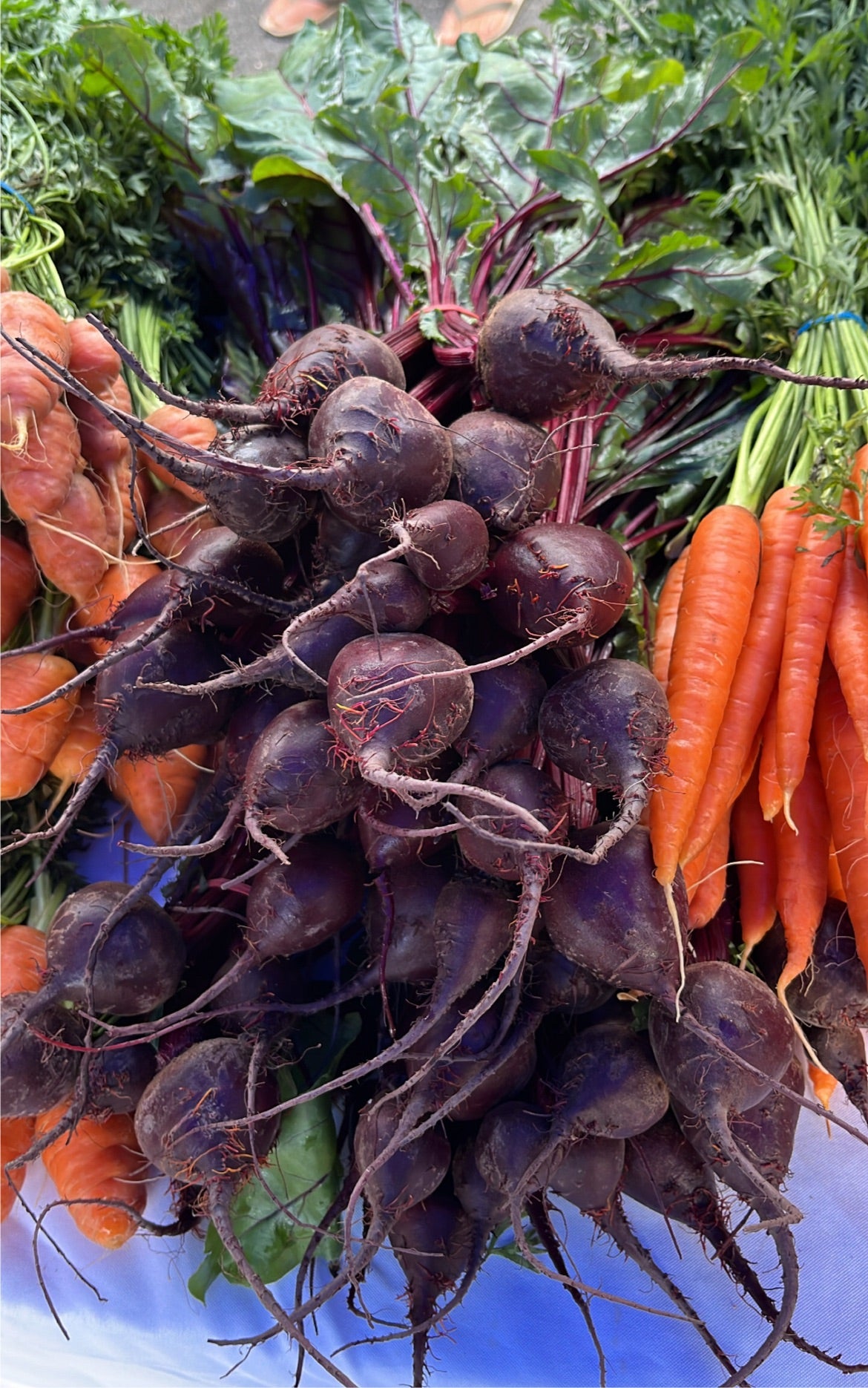 Baby Beetroots