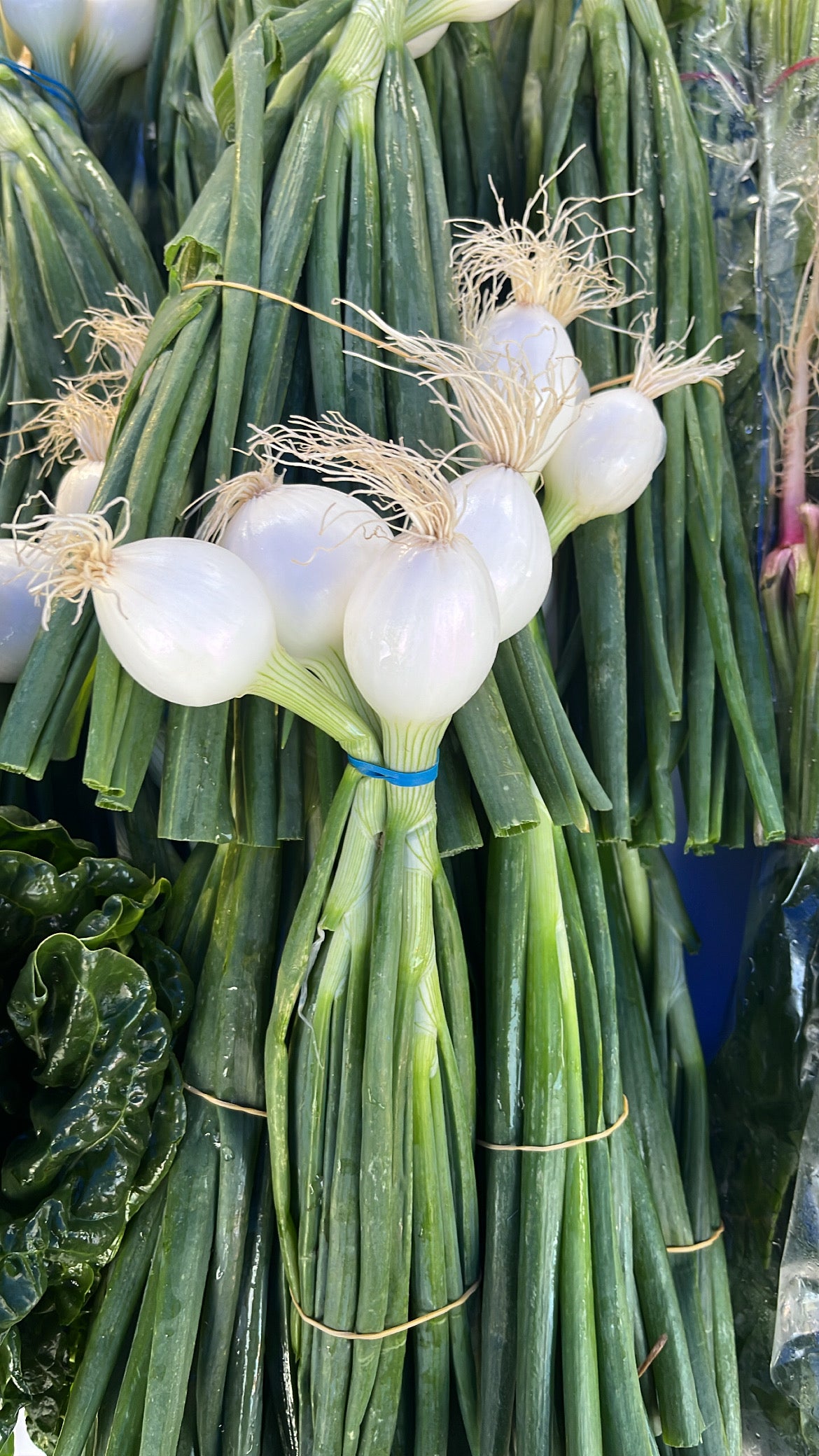 Spring Onions