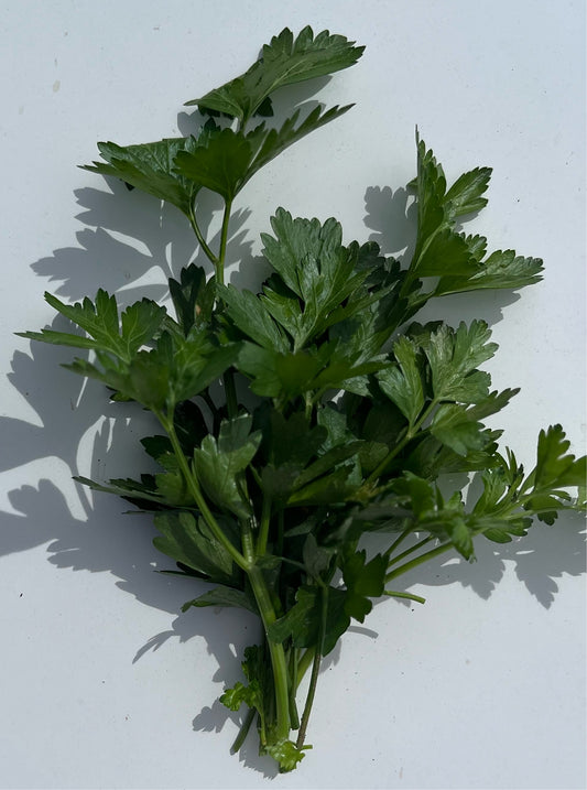 Italian Parsley