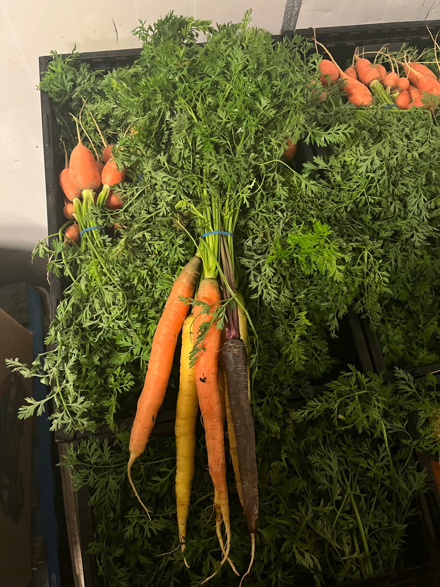 1 x Box (20 bunches Rainbow Dutch Carrots)